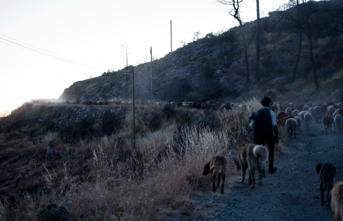 site_sabugueiro_pastor_0682