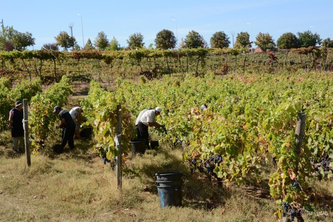 Vindimas nas vinhas da Universidade ©sf-UTAD
