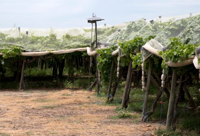 Instalação sonora para evitar aves