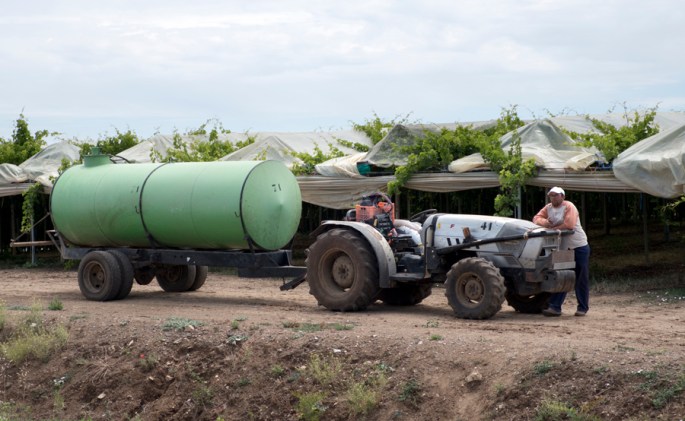 A vinha exige muita mão de obra