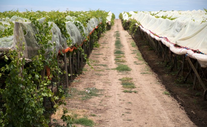 Há vinhas com uma área muito grande