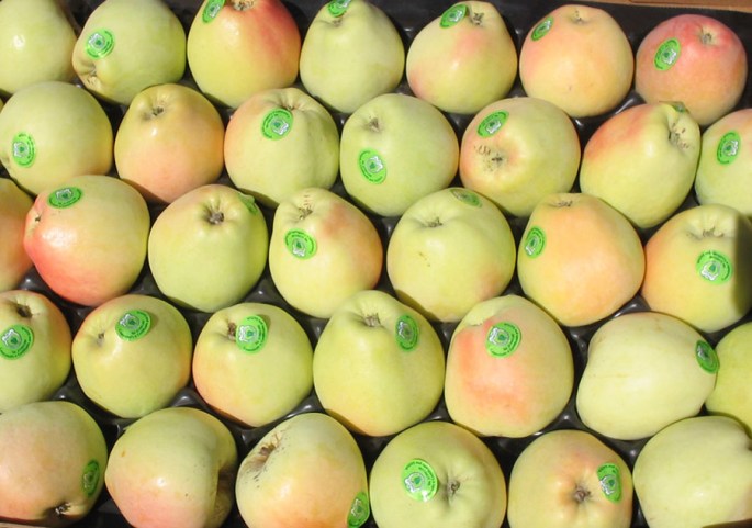 Maçã Bravo de Esmolfe ©DRAP