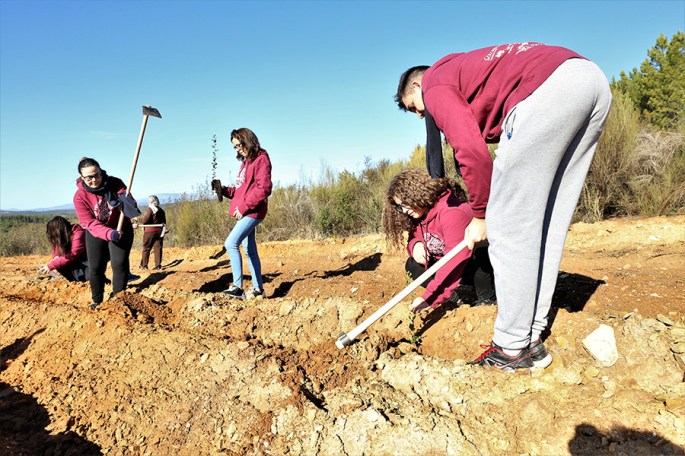Plantação de sobreiros ©CMPenamacor
