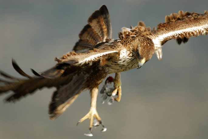 Águia de Bonelli  ©ATN