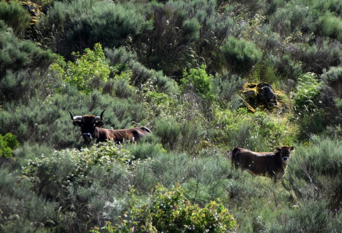 Vacas maronesas ©ATN