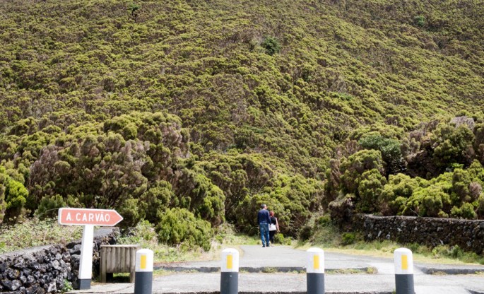 A densa vegetação na zona envolvente do Algar