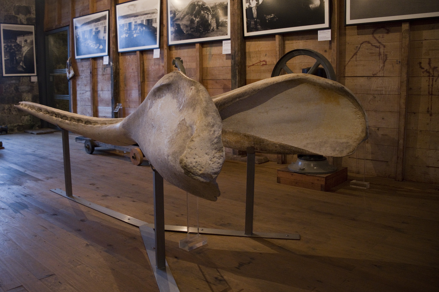 Maxilar de um cachalote