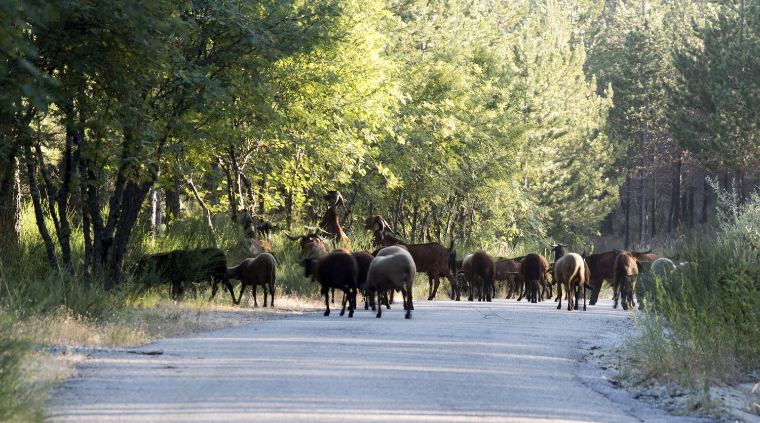 Ainda se faz a transumância