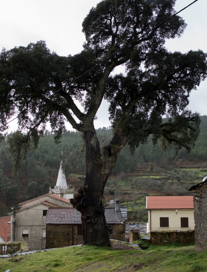 Sobreiro que dizem ter mais de 500 anos