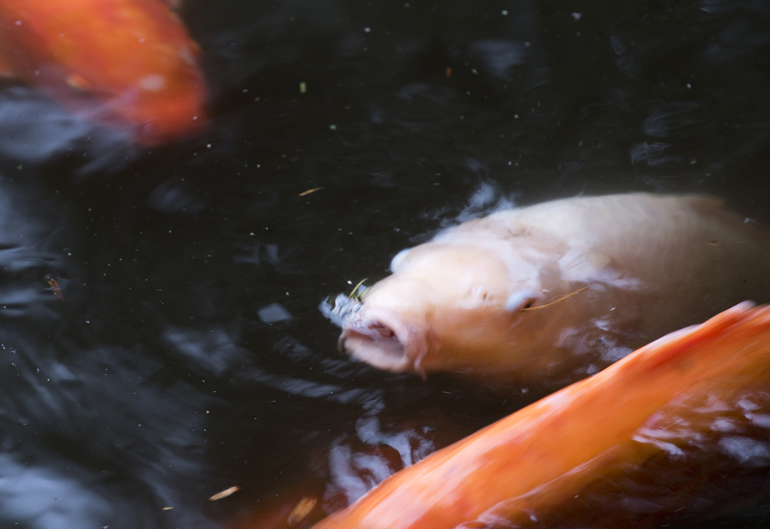 site_terra_nostra_3256