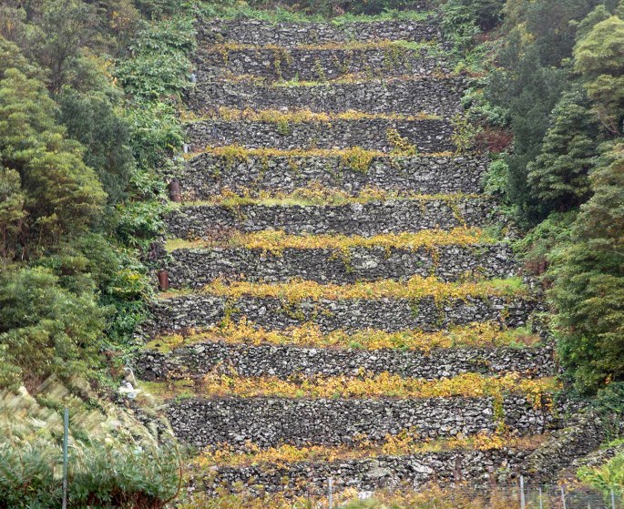 Vinha em sucalcos de basalto numa encosta