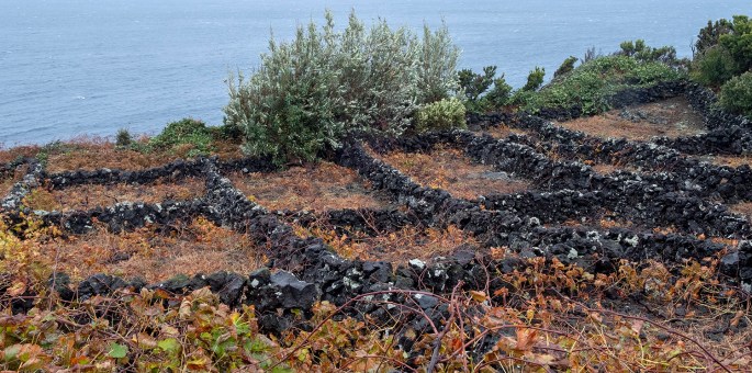 A vinha está clasificada pela Unesco como Património Mundial