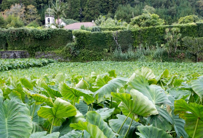 siteg_furnas_dscf6193