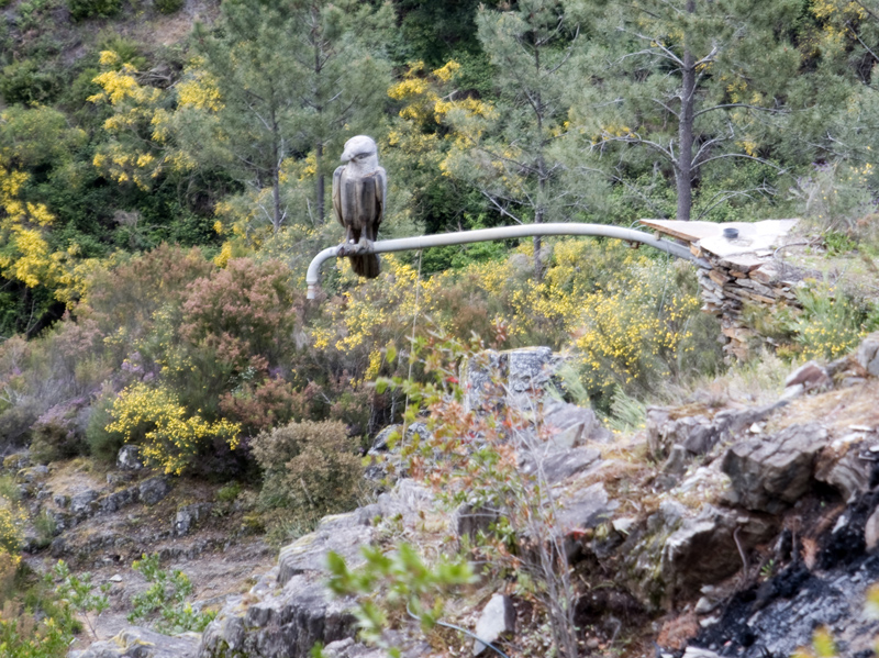 Açor em madeira de castanho