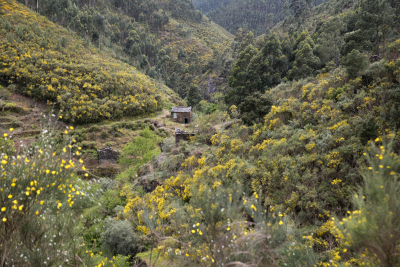 Serra do Açor entre Foz d'Égua e Piodão
