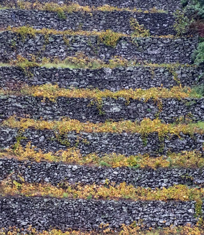 site_vinhas_DSCF7370