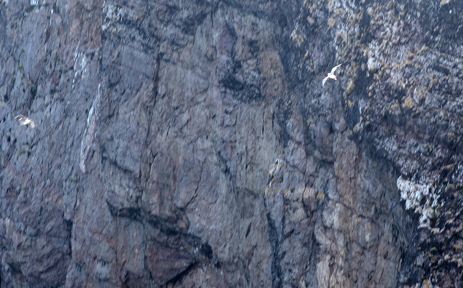 site_cabo_svicente_aves_2836