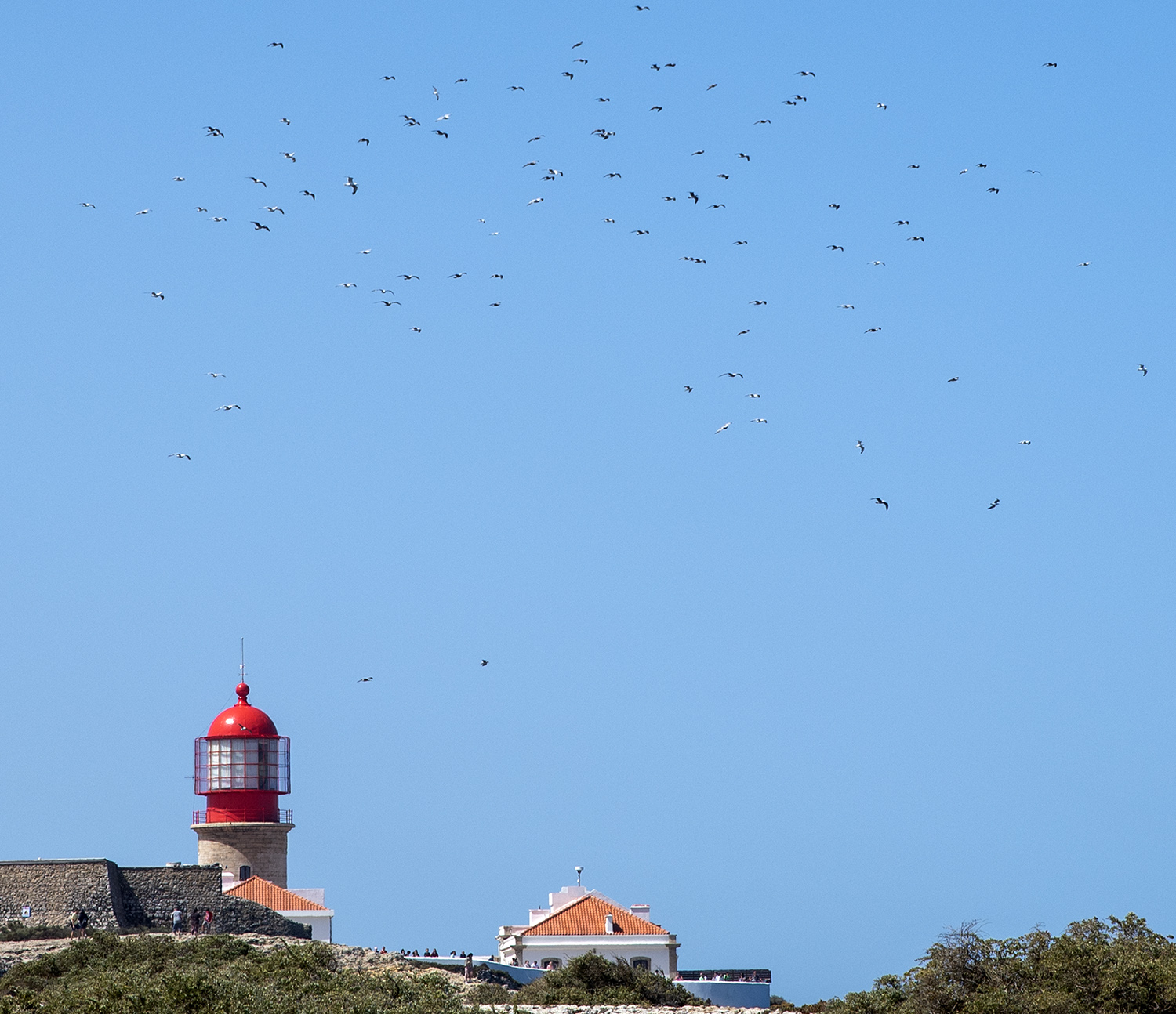 site_cabo_svicente_aves_2848