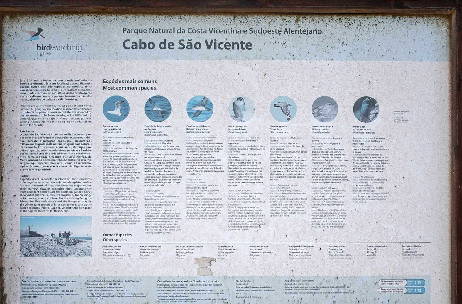 site_cabo_svicente_aves_2856