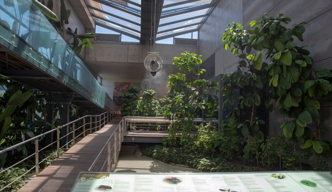 Estufa com plantas de café