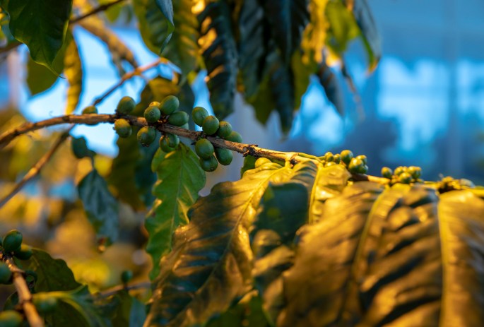 site_cafe_campomaior_4021