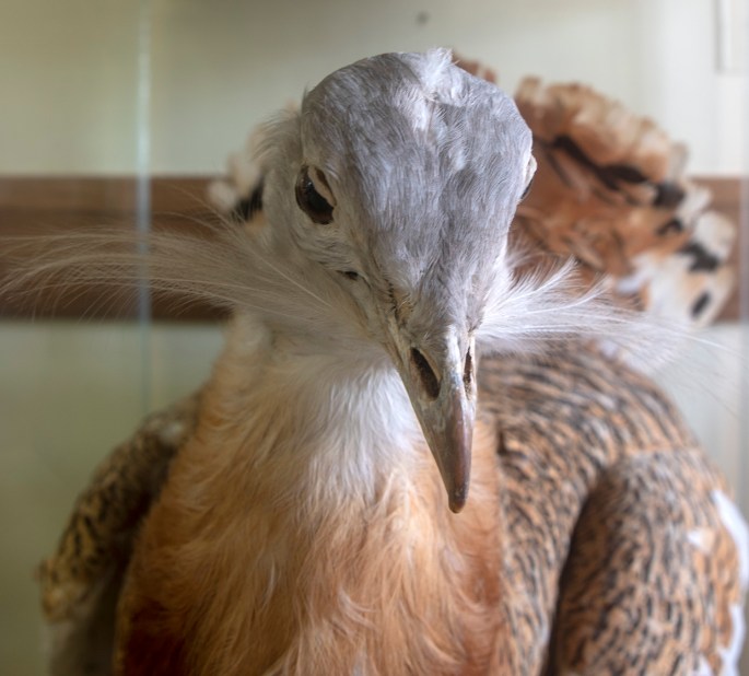 site_castro_verde_abetarda_3183