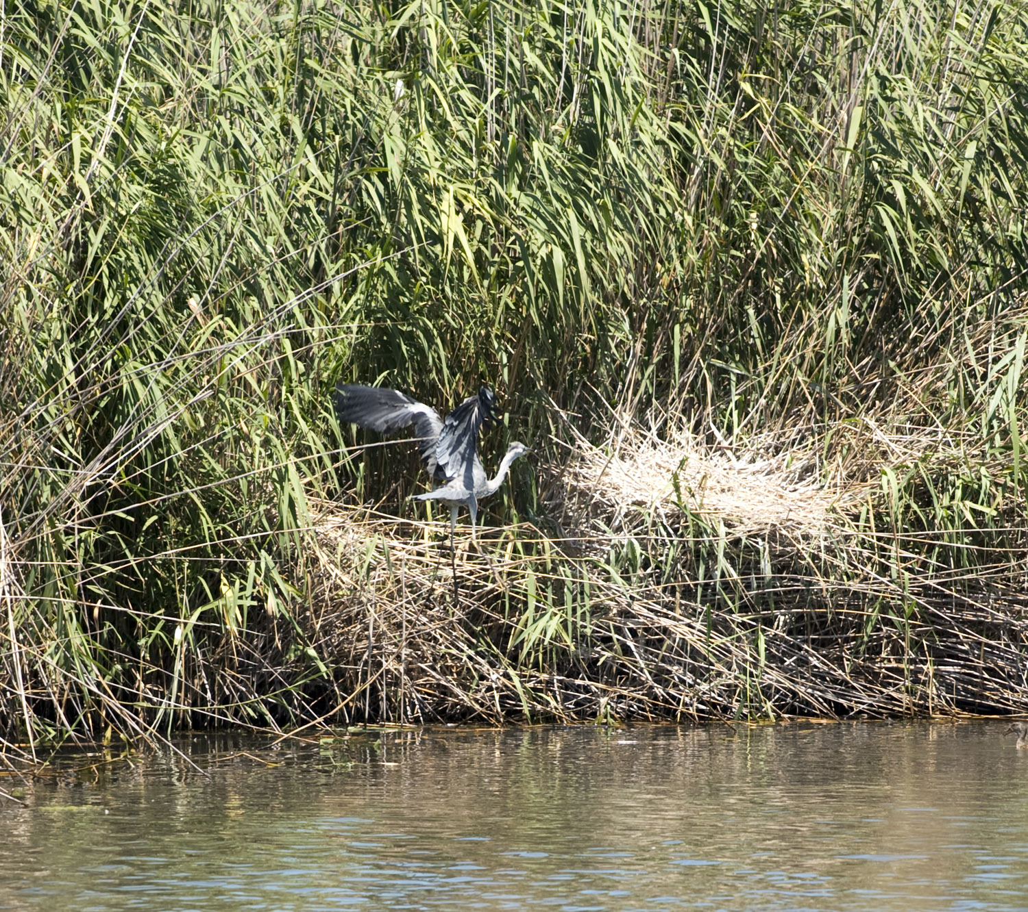 O primeiro voo/salto da jovem garça real