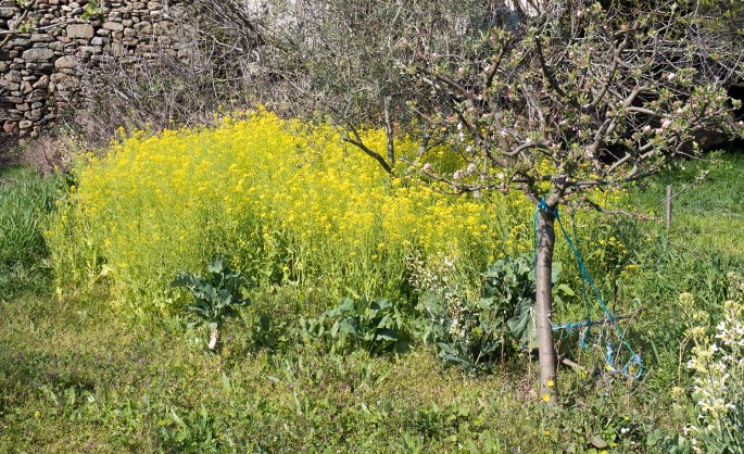 site_picote_horta_DSCF0198