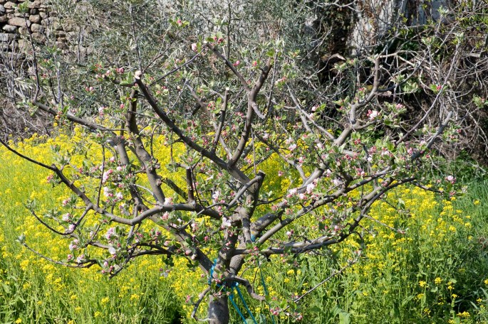 site_picote_horta_DSCF0199