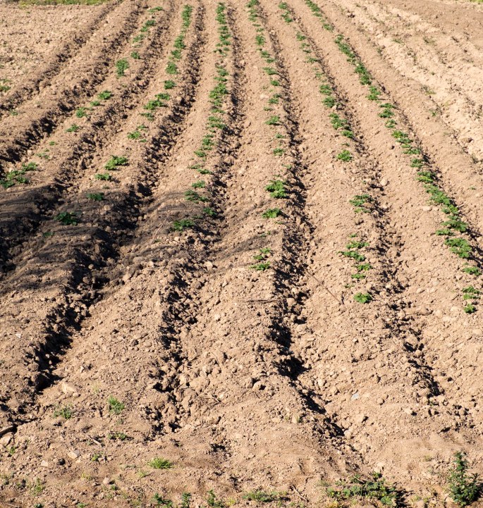 site_picote_horta_DSCF0421