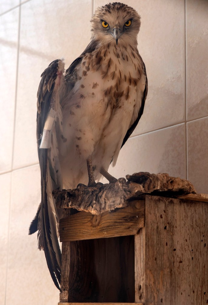 Uma águia que ficou ferida e está em recuperação