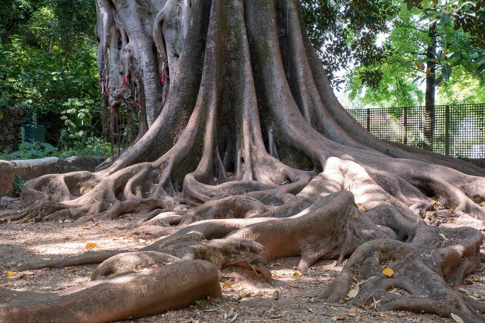 Figueira da Austrália