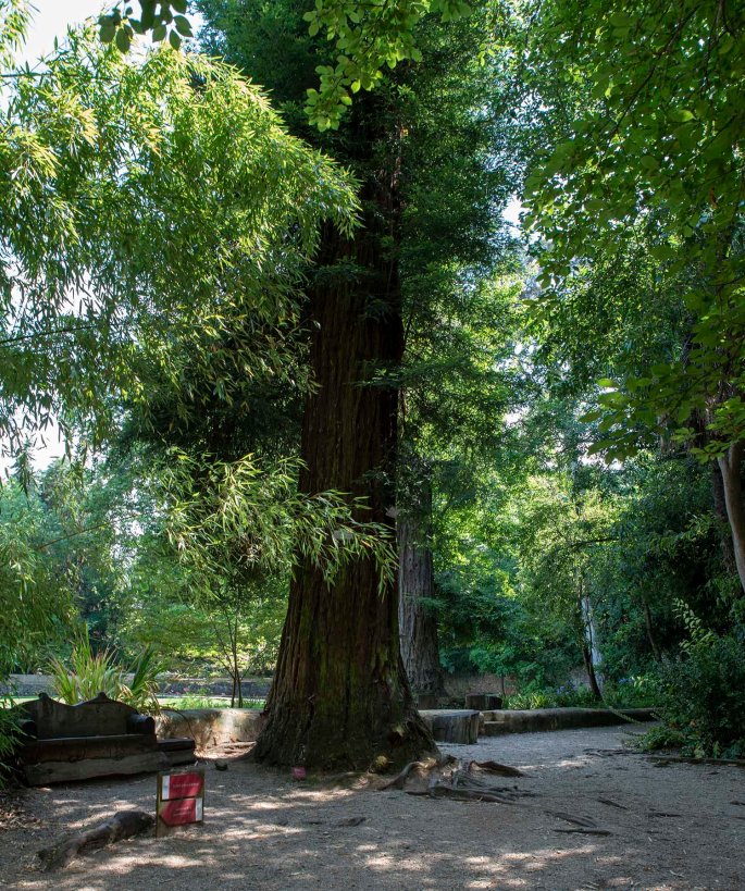 Sequóias de Wellington