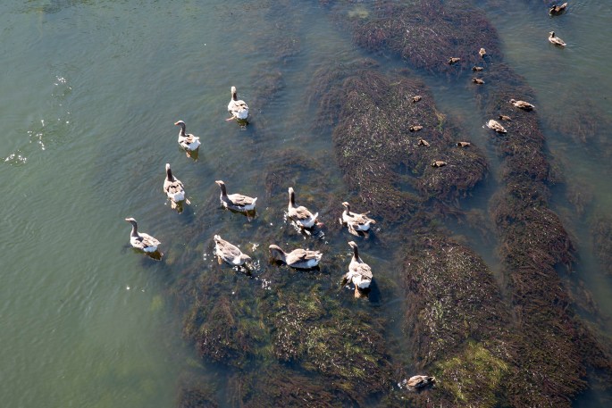 Patos no rio Mira em Odemira