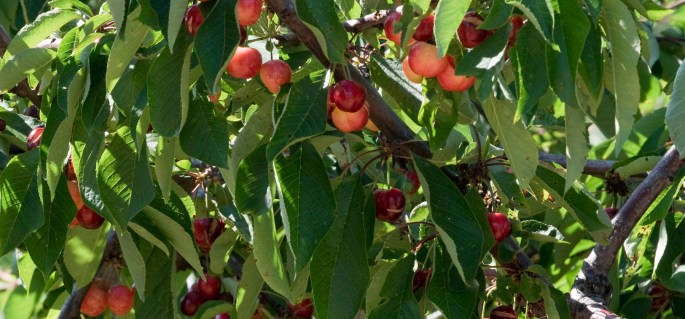 site_cabecalho_alcongosta_0170