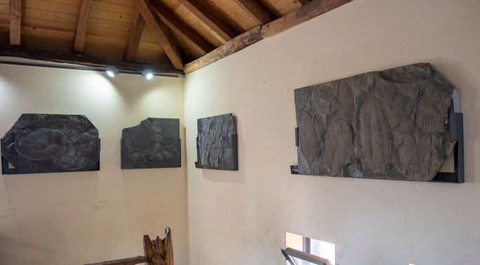 site_museu_trilobites_6143