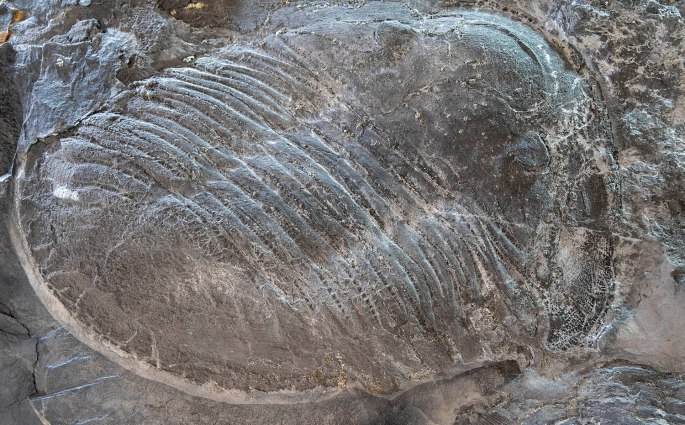 site_museu_trilobites_6145