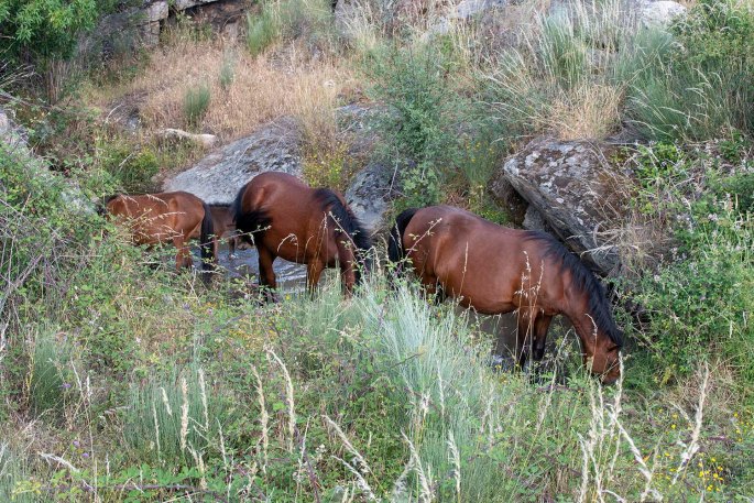 site_faia_brava_cavalos_0600