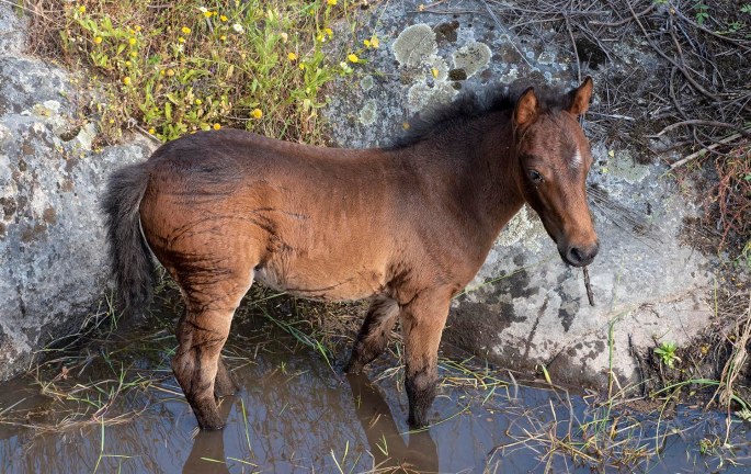 site_faia_brava_cavalos_0607