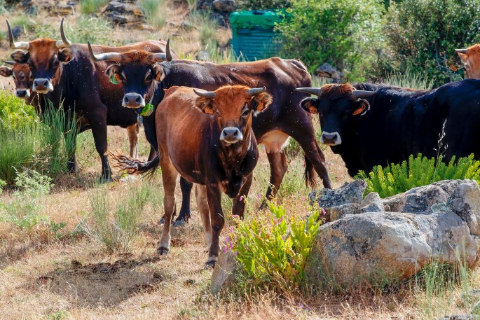 site_faia_brava_vacas2_hdr
