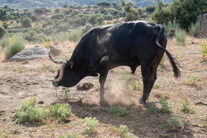 site_faia_brava_vacas_0626