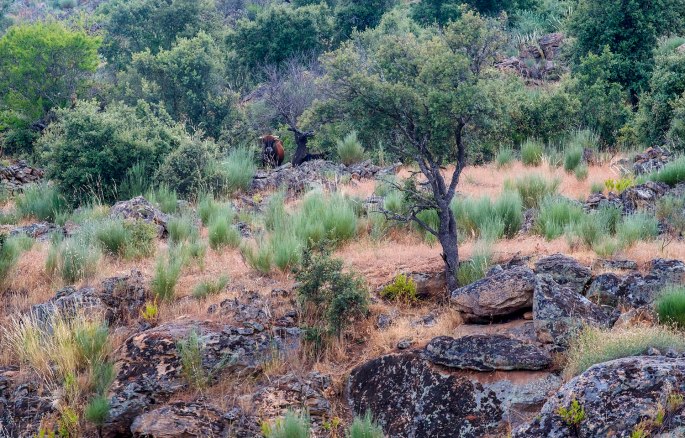 site_faia_brava_vacas_hdr