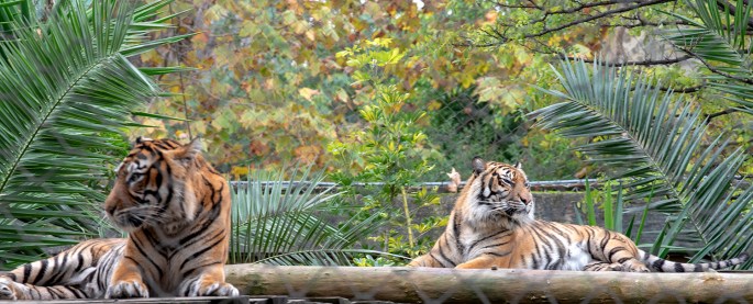 Jardim Zoológico de Lisboa