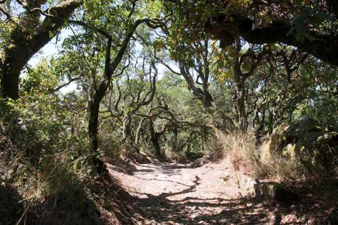site_bussaco_DSCF6187