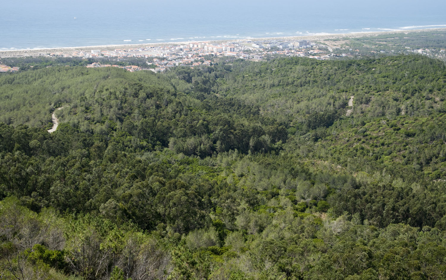 Mata Nacional das Dunas de Quiaios
