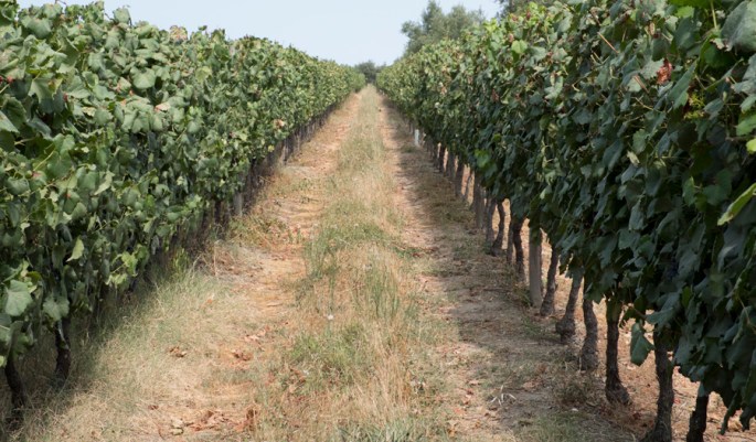 site_santar_vinha_DSCF4729