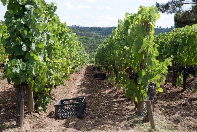 site_silgueiros_quinta_lemos_2030