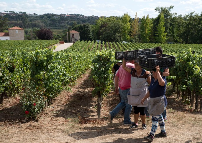 site_silgueiros_quinta_lemos_2042