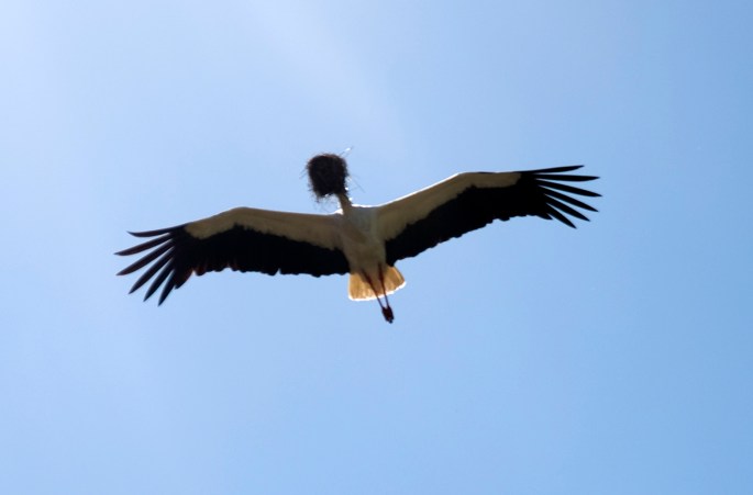 site_idanha_velha_cegonha2