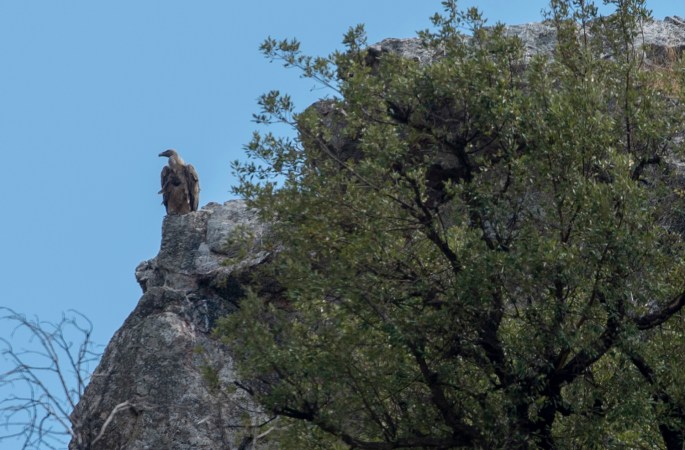 site_pego_rainha_grifo_1836